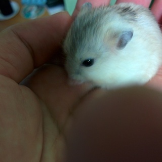 プディングジャンガリアン♂の里親さん募集