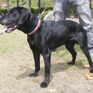 7／26まで、黒ラブオスの飼い主さん急募！