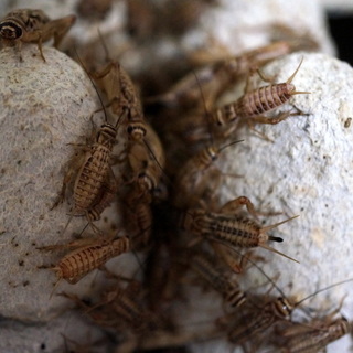 ヨーロッパイエコオロギ