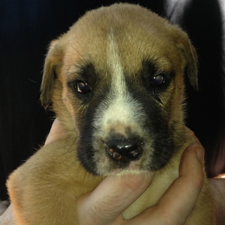 秋田・ブルドックmix 仔犬