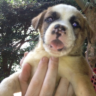 秋田・ブルドック　mix 仔犬 2