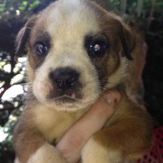 秋田・ブルドック　mix 仔犬 3