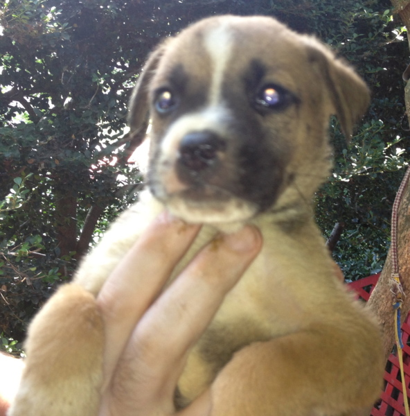 秋田 ブルドック Mix 神奈川県 犬の里親募集 766 ペットのおうち 月間利用者150万人