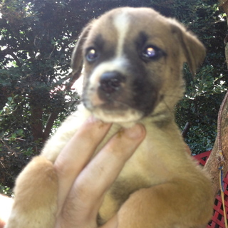 秋田・ブルドック　mix 仔犬 4