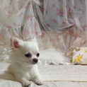 ホワイトチワワの優しいミルキー君♡