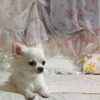 ホワイトチワワの優しいミルキー君♡