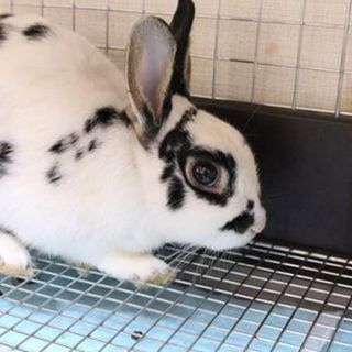 寺小屋っ子、うさぎさん★ボス君★