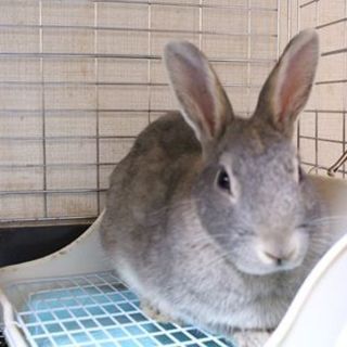 寺小屋一時預かりうさぎさん★イム君★