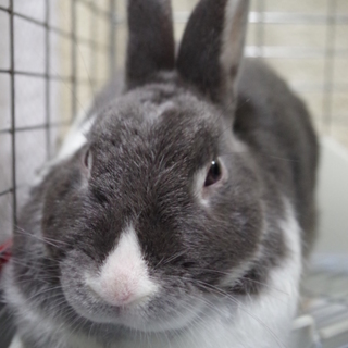 寺小屋一時預かりうさぎさん★セカンド君★