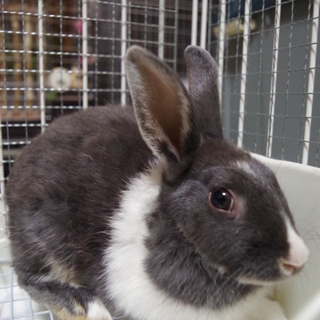 寺小屋一時預かりうさぎさん★サード君★