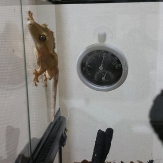 クレステッドゲッコーの里親募集します