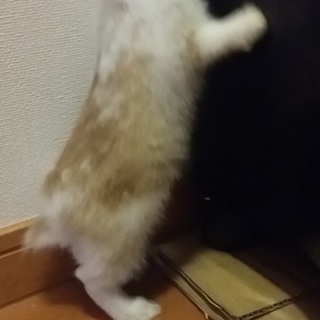 一旦募集停止します