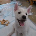 白い子犬２