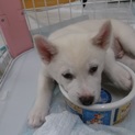 白い子犬3