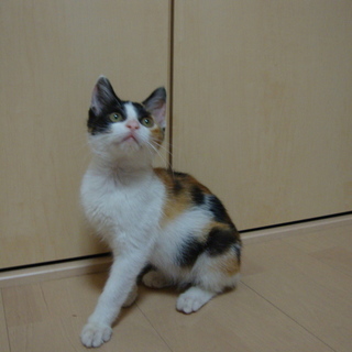 三毛猫の子猫　女の子　可愛い性格で人懐っこいです
