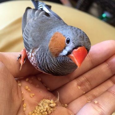手乗り錦華鳥のラフちゃんでーす❤️