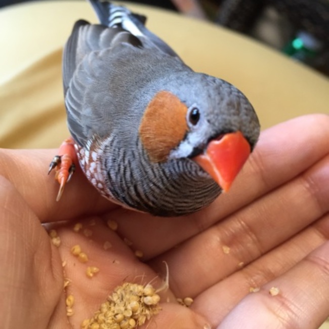 ちゃんはしのカバー写真