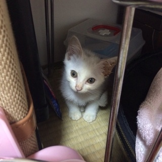 元気で愛くるしい子猫の里親募集中
