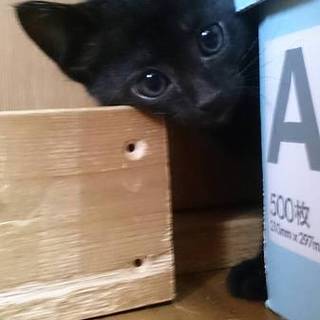 里親さんが決まりました。