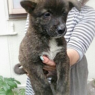 ☆虎毛　うみくん　男の子 ２か月☆