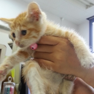神戸の子猫ちゃんです！