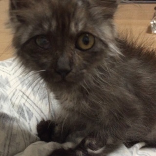 【人懐こい】毛足長め ダークグレーのうっすらトラ柄