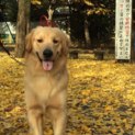 ゴールデンレトリバー里親