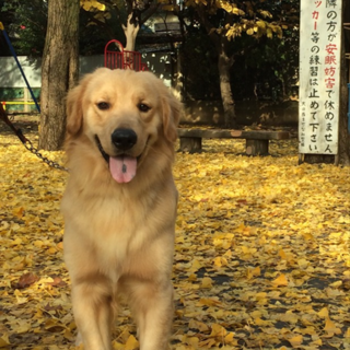 ゴールデンレトリバー里親