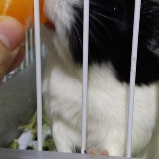 成体モルモットです