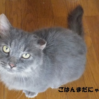 里親さん決まりました！モフモフ☆千歳くん♪