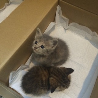 子猫の里親募集