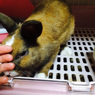 里親さん募集中！