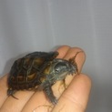 クサガメの赤ちゃん　約１歳　里親募集