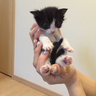 倉庫で産まれた2か月の6兄妹、ハチワレ女の子