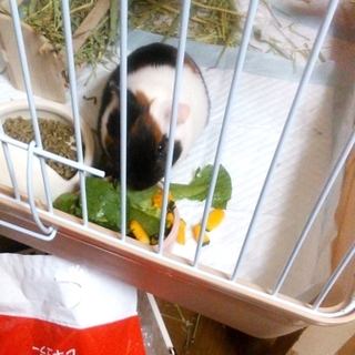 モルモットの里親さん募集します