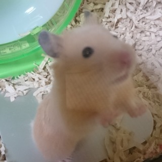 キンクマハムスター男の子の里親募集