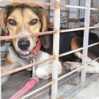 この子の命を救ってください。