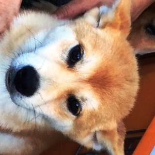 柴犬系ミックス　５ケ月