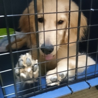 ゴールデンレトリバー　子犬