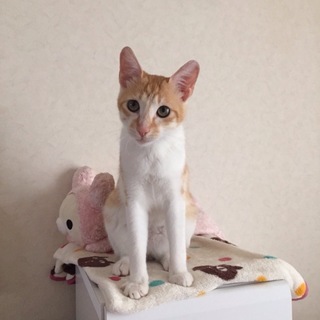 甘えん坊の茶トラ白