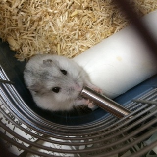 ハムスター♂生後三ヶ月