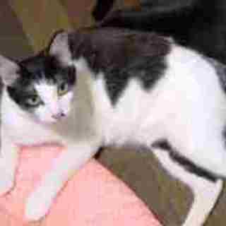 お母にゃん　1歳半くらいの女の子