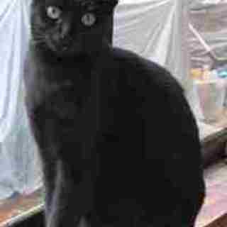 サクラ　10か月くらいの女の子