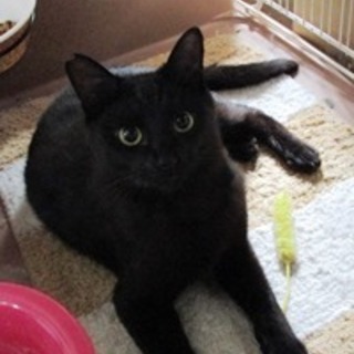 モモコ　　10か月くらいの女の子