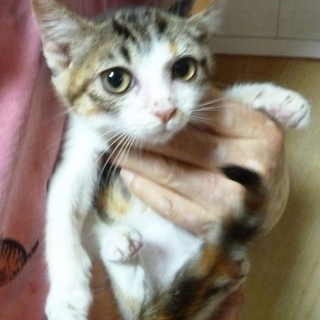 三毛のイブは恥ずかしがり屋さん