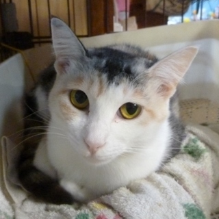 おしとやかなハンナは美しい三毛