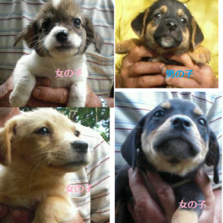 子犬４匹（２ヶ月～３ヶ月）の新しい家族を募集中