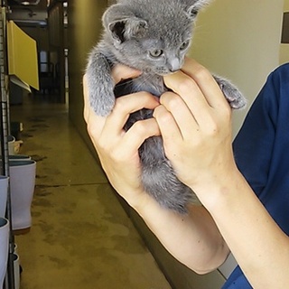 素敵な里親様に決定いたしました