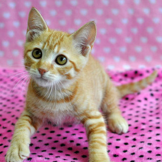 カッコイイ茶トラ★ゴウシくん