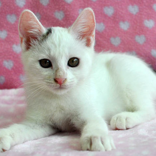 殆ど白★すももちゃん